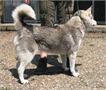 Bergen op Zoom | Eigenaar gevonden van husky die hondje doodbeet